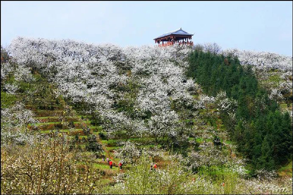 【春天，广西桂林灌阳县向您发出邀请！】我们在灌阳看梨花 - 游山玩水 - 海口生活社区 - 海口28生活网 haikou.28life.net