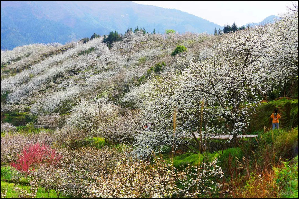 【春天，广西桂林灌阳县向您发出邀请！】我们在灌阳看梨花 - 游山玩水 - 海口生活社区 - 海口28生活网 haikou.28life.net