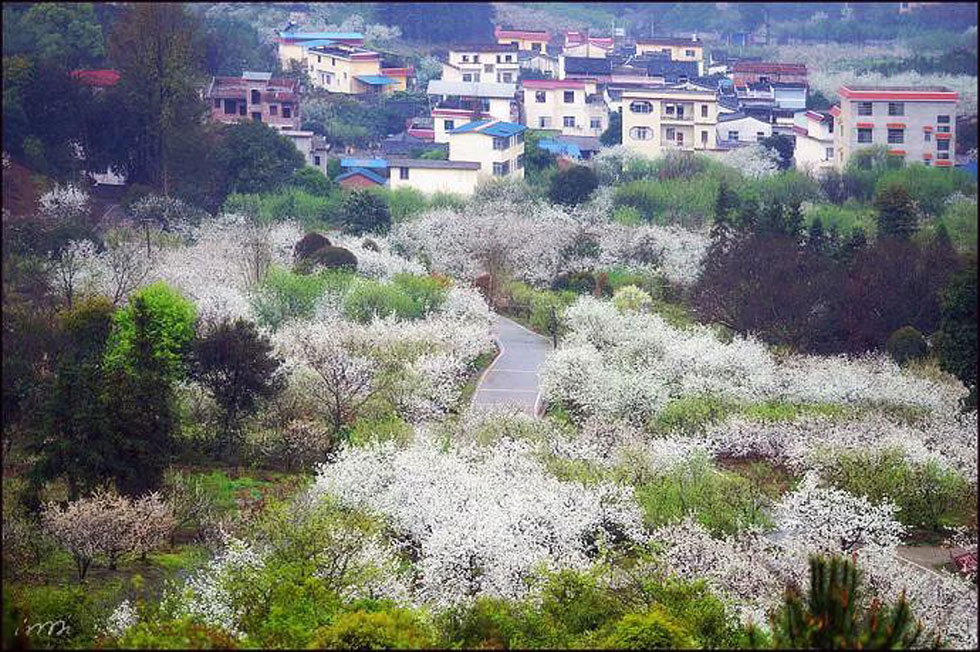【春天，广西桂林灌阳县向您发出邀请！】我们在灌阳看梨花 - 游山玩水 - 海口生活社区 - 海口28生活网 haikou.28life.net