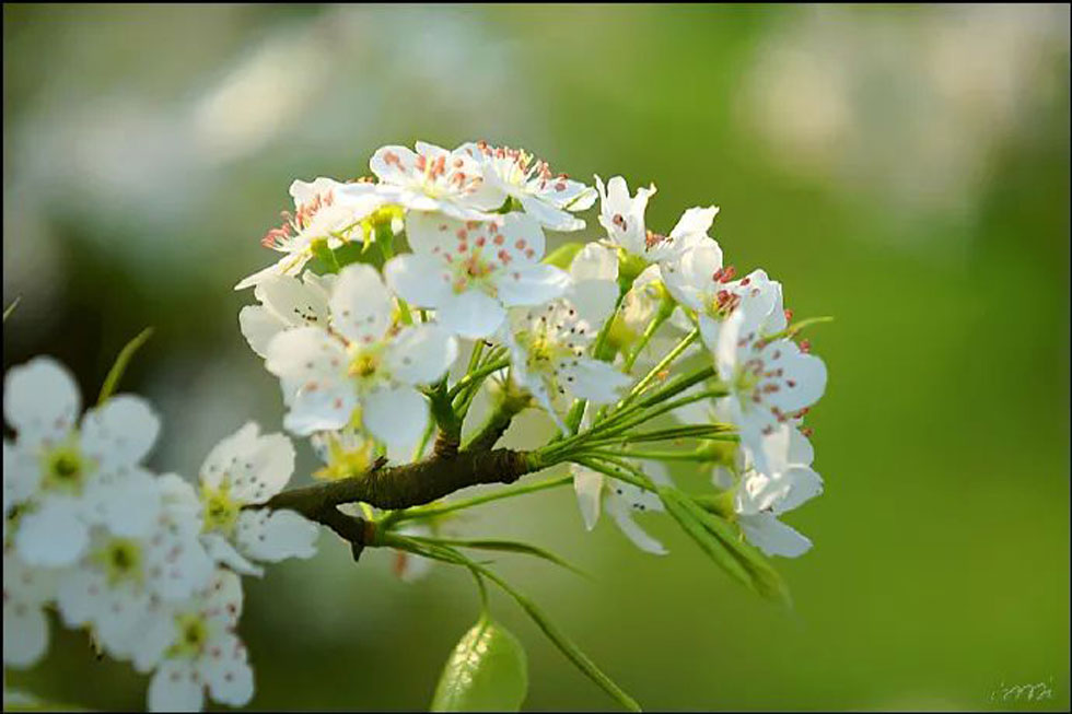 【春天，广西桂林灌阳县向您发出邀请！】我们在灌阳看梨花 - 游山玩水 - 海口生活社区 - 海口28生活网 haikou.28life.net