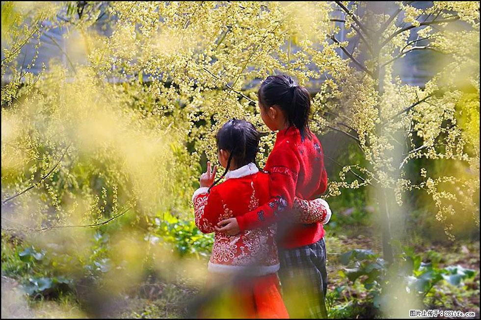 【春天，广西桂林灌阳县向您发出邀请！】米珠山前有片山苍子花在飘香 - 游山玩水 - 海口生活社区 - 海口28生活网 haikou.28life.net