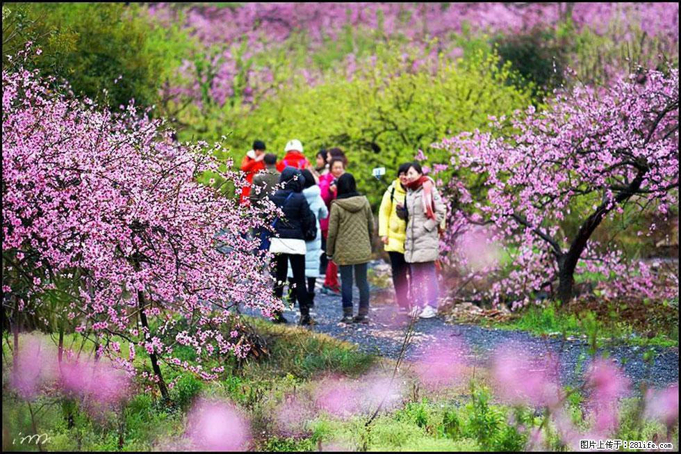 【春天，广西桂林灌阳县向您发出邀请！】官庄村有个醉美的桃花园 - 游山玩水 - 海口生活社区 - 海口28生活网 haikou.28life.net