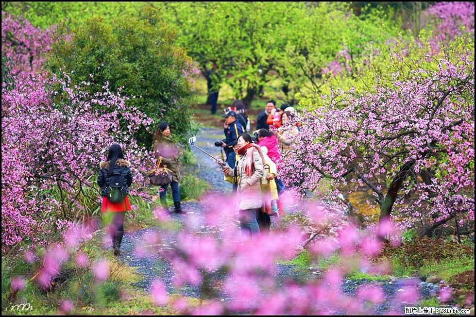 【春天，广西桂林灌阳县向您发出邀请！】官庄村有个醉美的桃花园 - 游山玩水 - 海口生活社区 - 海口28生活网 haikou.28life.net