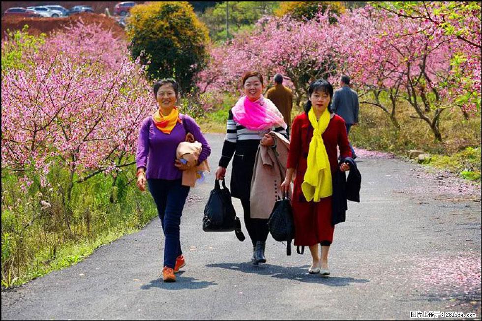 【春天，广西桂林灌阳县向您发出邀请！】官庄村有个醉美的桃花园 - 游山玩水 - 海口生活社区 - 海口28生活网 haikou.28life.net