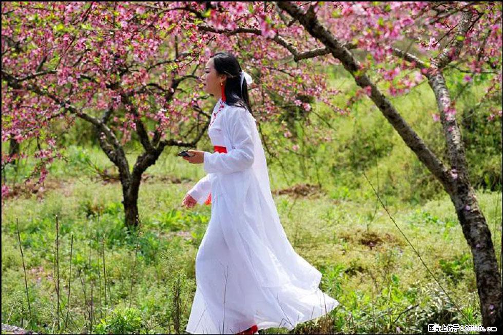 【春天，广西桂林灌阳县向您发出邀请！】官庄村有个醉美的桃花园 - 游山玩水 - 海口生活社区 - 海口28生活网 haikou.28life.net
