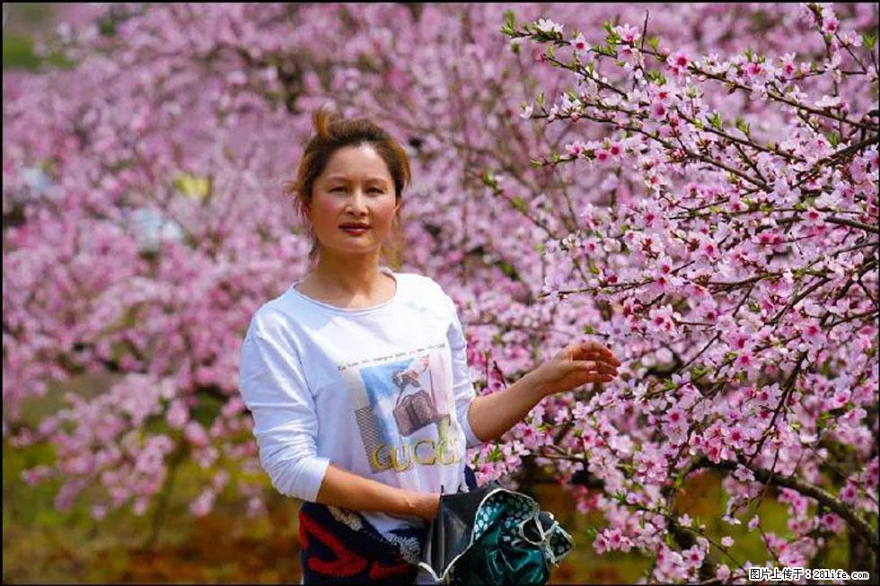 【春天，广西桂林灌阳县向您发出邀请！】官庄村有个醉美的桃花园 - 游山玩水 - 海口生活社区 - 海口28生活网 haikou.28life.net
