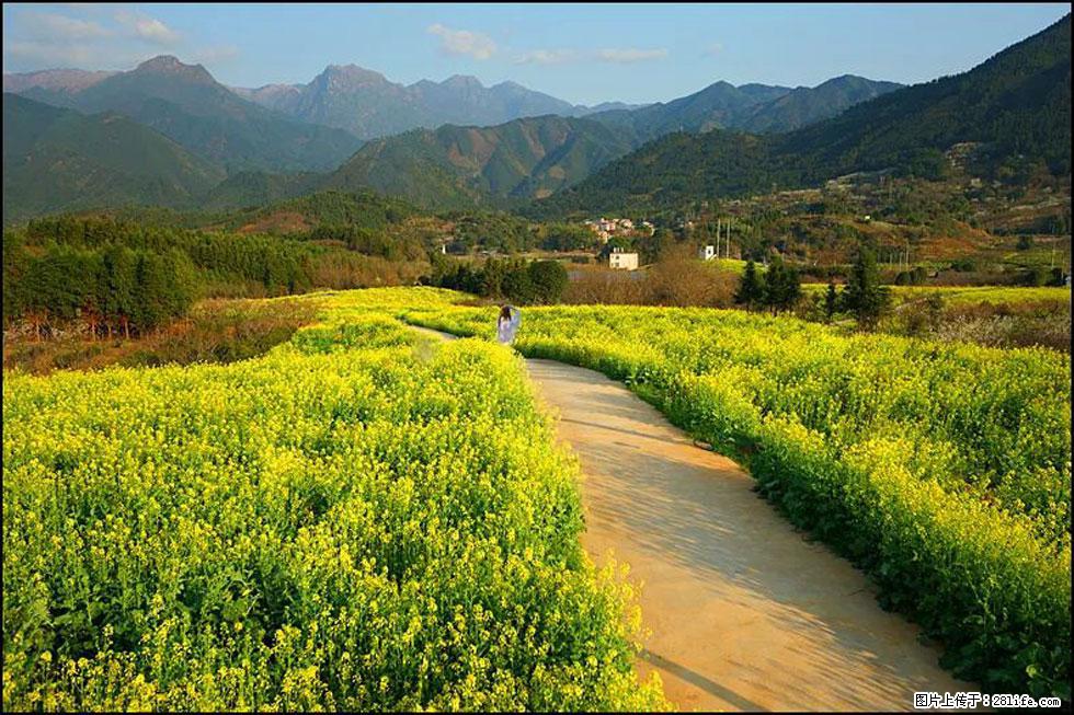 【春天，广西桂林灌阳县向您发出邀请！】长坪村油菜盛情花开 - 游山玩水 - 海口生活社区 - 海口28生活网 haikou.28life.net