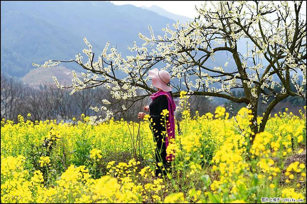 【春天，广西桂林灌阳县向您发出邀请！】长坪村油菜盛情花开 - 游山玩水 - 海口生活社区 - 海口28生活网 haikou.28life.net