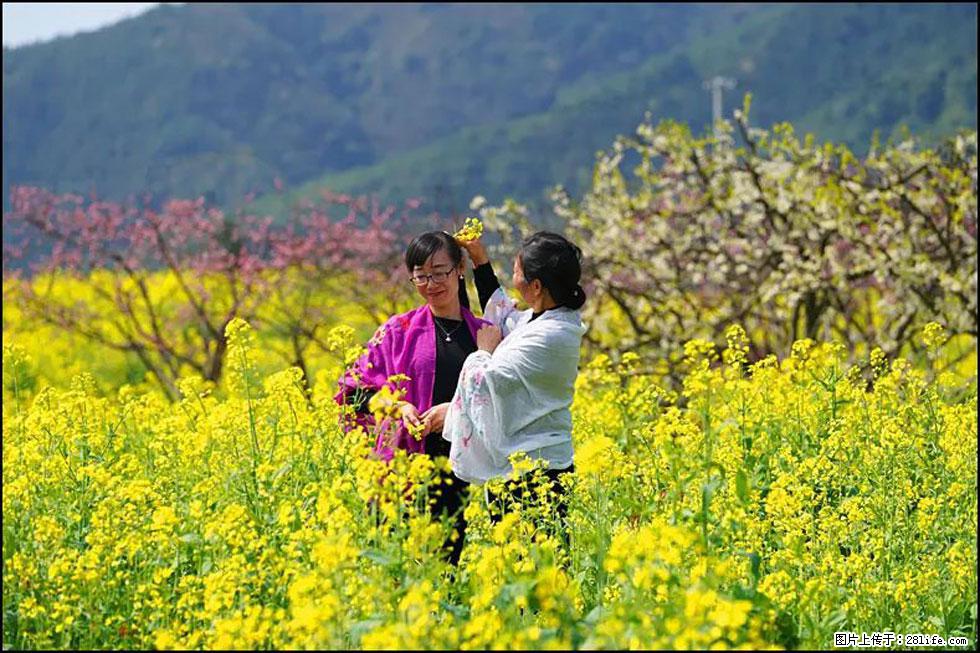 【春天，广西桂林灌阳县向您发出邀请！】长坪村油菜盛情花开 - 游山玩水 - 海口生活社区 - 海口28生活网 haikou.28life.net