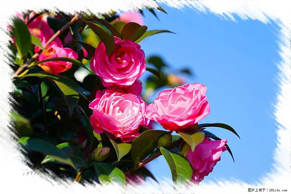 【春天，广西桂林灌阳县向您发出邀请！】杨柳井茶花惹人爱 - 游山玩水 - 海口生活社区 - 海口28生活网 haikou.28life.net