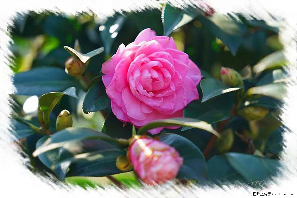 【春天，广西桂林灌阳县向您发出邀请！】杨柳井茶花惹人爱 - 游山玩水 - 海口生活社区 - 海口28生活网 haikou.28life.net
