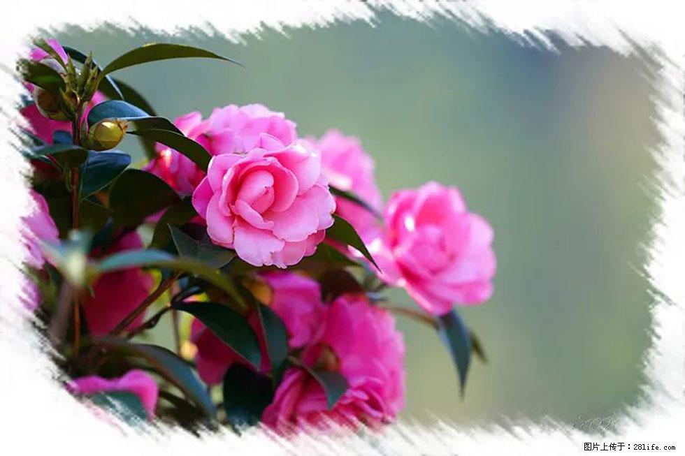【春天，广西桂林灌阳县向您发出邀请！】杨柳井茶花惹人爱 - 游山玩水 - 海口生活社区 - 海口28生活网 haikou.28life.net
