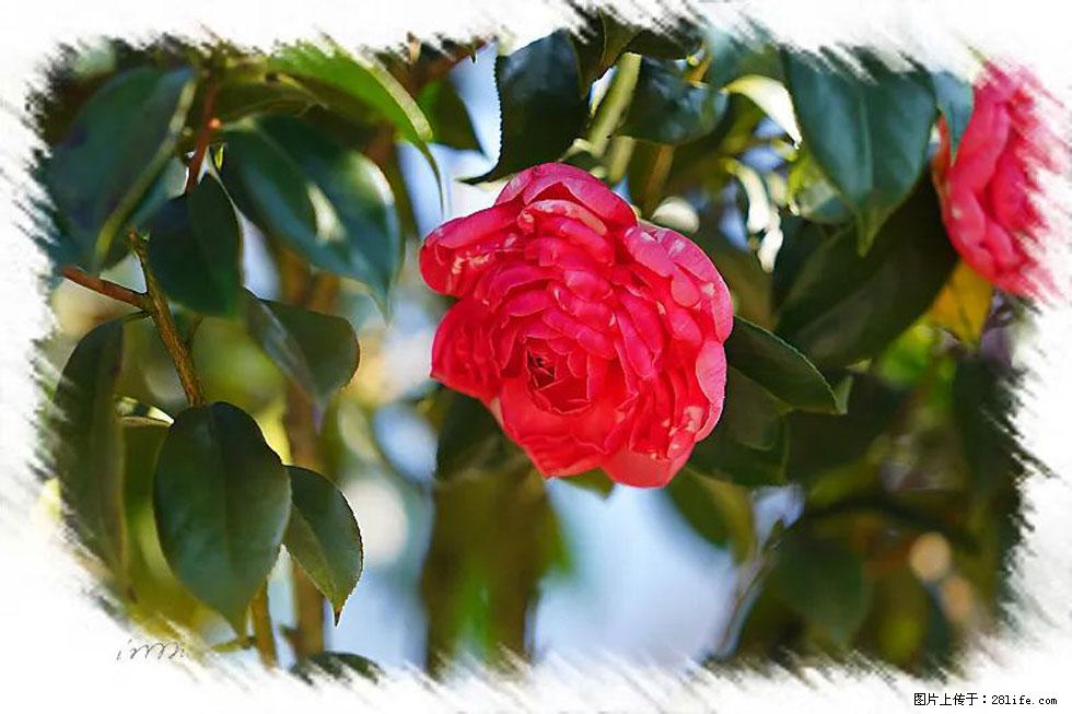【春天，广西桂林灌阳县向您发出邀请！】杨柳井茶花惹人爱 - 游山玩水 - 海口生活社区 - 海口28生活网 haikou.28life.net