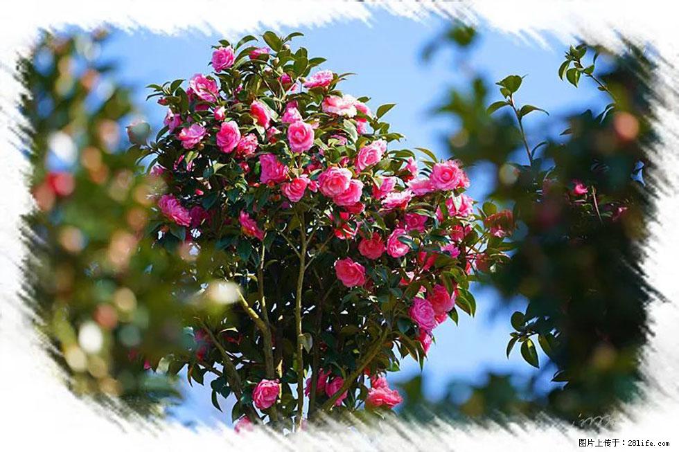 【春天，广西桂林灌阳县向您发出邀请！】杨柳井茶花惹人爱 - 游山玩水 - 海口生活社区 - 海口28生活网 haikou.28life.net