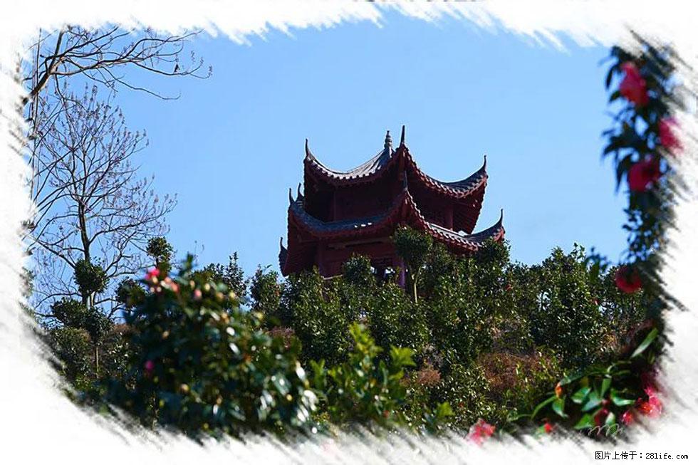 【春天，广西桂林灌阳县向您发出邀请！】杨柳井茶花惹人爱 - 游山玩水 - 海口生活社区 - 海口28生活网 haikou.28life.net
