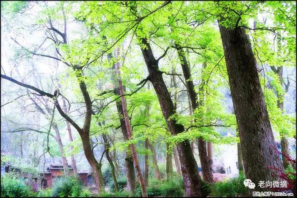 【春天，广西桂林灌阳县向您发出邀请！】在小龙村与春天约会 - 游山玩水 - 海口生活社区 - 海口28生活网 haikou.28life.net