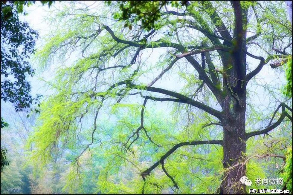 【春天，广西桂林灌阳县向您发出邀请！】在小龙村与春天约会 - 游山玩水 - 海口生活社区 - 海口28生活网 haikou.28life.net
