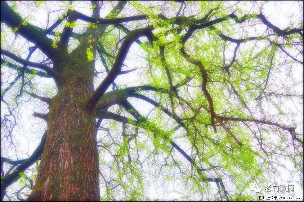 【春天，广西桂林灌阳县向您发出邀请！】在小龙村与春天约会 - 游山玩水 - 海口生活社区 - 海口28生活网 haikou.28life.net