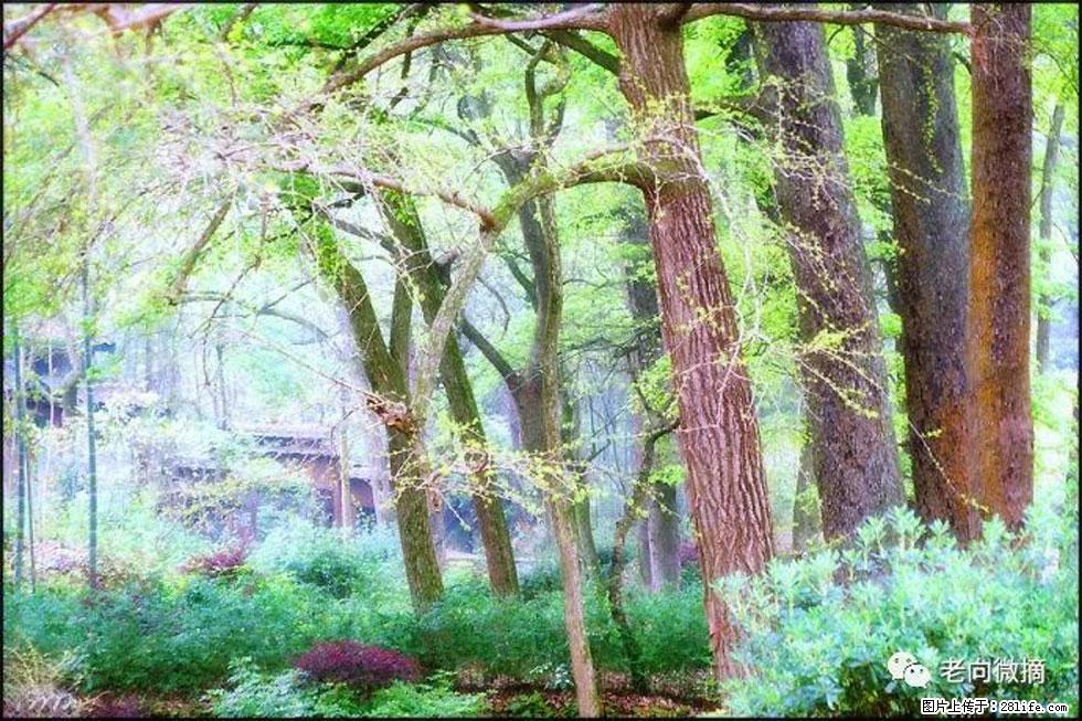 【春天，广西桂林灌阳县向您发出邀请！】在小龙村与春天约会 - 游山玩水 - 海口生活社区 - 海口28生活网 haikou.28life.net