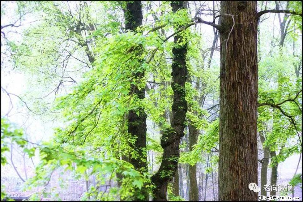 【春天，广西桂林灌阳县向您发出邀请！】在小龙村与春天约会 - 游山玩水 - 海口生活社区 - 海口28生活网 haikou.28life.net