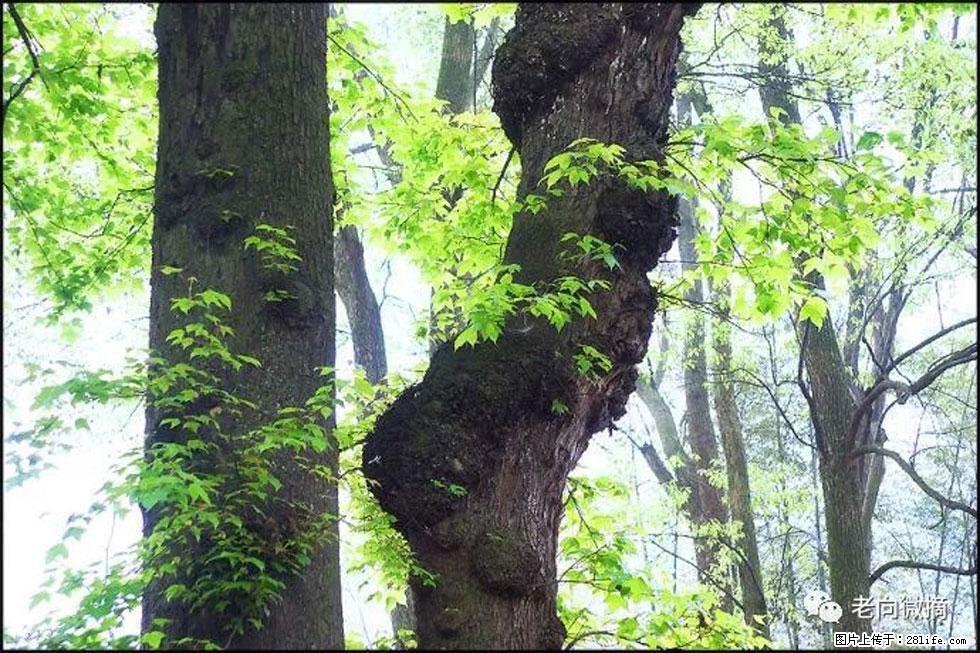 【春天，广西桂林灌阳县向您发出邀请！】在小龙村与春天约会 - 游山玩水 - 海口生活社区 - 海口28生活网 haikou.28life.net