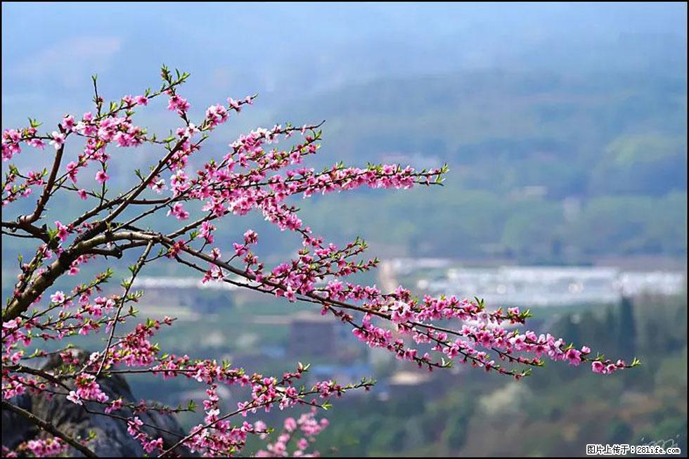 【春天，广西桂林灌阳县向您发出邀请！】望月岭上桃花开 - 游山玩水 - 海口生活社区 - 海口28生活网 haikou.28life.net