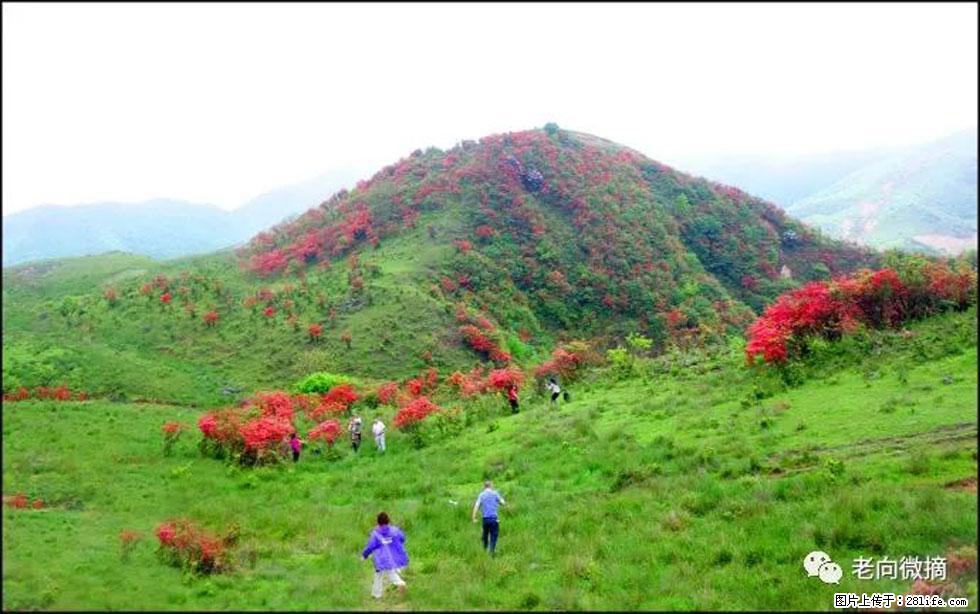 【春天，广西桂林灌阳县向您发出邀请！】宝盖山上映山红 - 游山玩水 - 海口生活社区 - 海口28生活网 haikou.28life.net