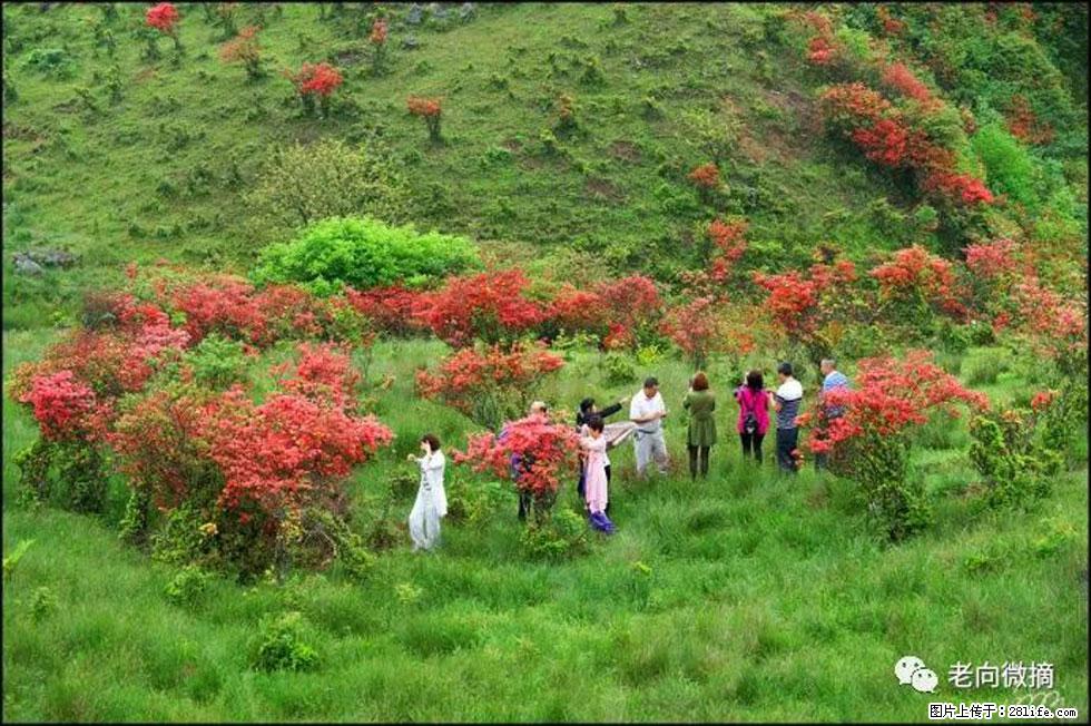 【春天，广西桂林灌阳县向您发出邀请！】宝盖山上映山红 - 游山玩水 - 海口生活社区 - 海口28生活网 haikou.28life.net