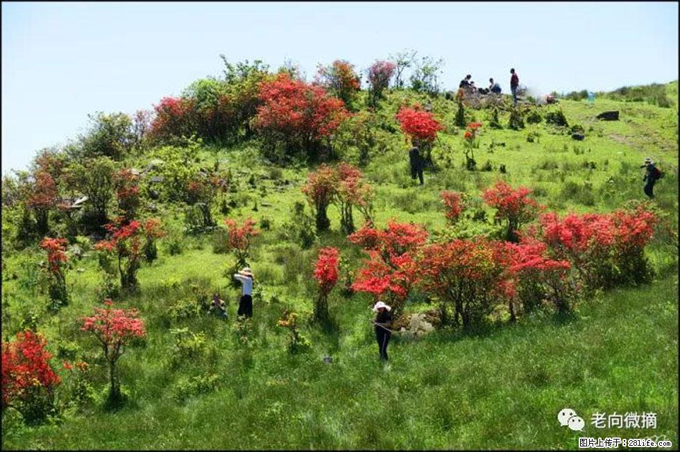 【春天，广西桂林灌阳县向您发出邀请！】宝盖山上映山红 - 游山玩水 - 海口生活社区 - 海口28生活网 haikou.28life.net