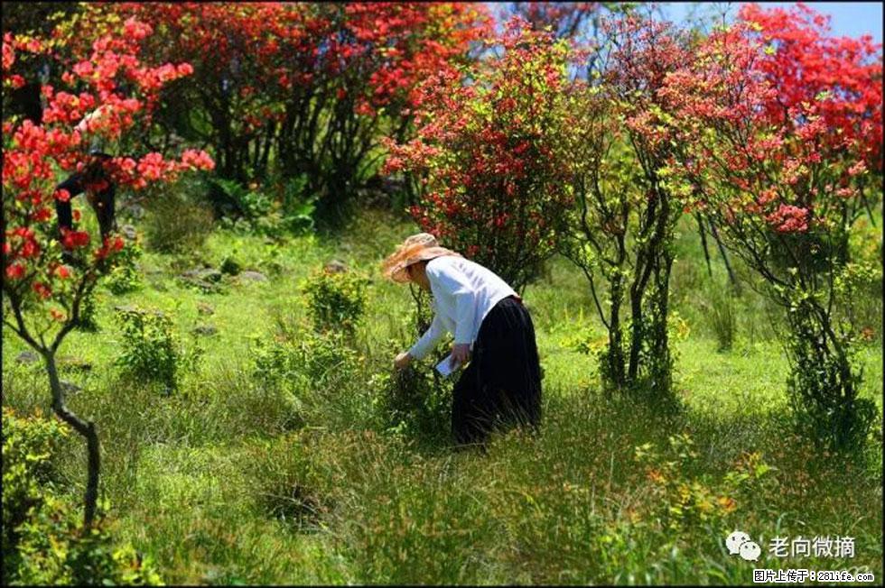 【春天，广西桂林灌阳县向您发出邀请！】宝盖山上映山红 - 游山玩水 - 海口生活社区 - 海口28生活网 haikou.28life.net
