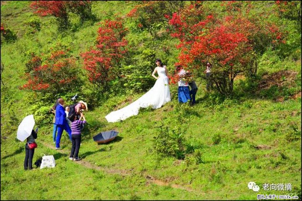 【春天，广西桂林灌阳县向您发出邀请！】宝盖山上映山红 - 游山玩水 - 海口生活社区 - 海口28生活网 haikou.28life.net
