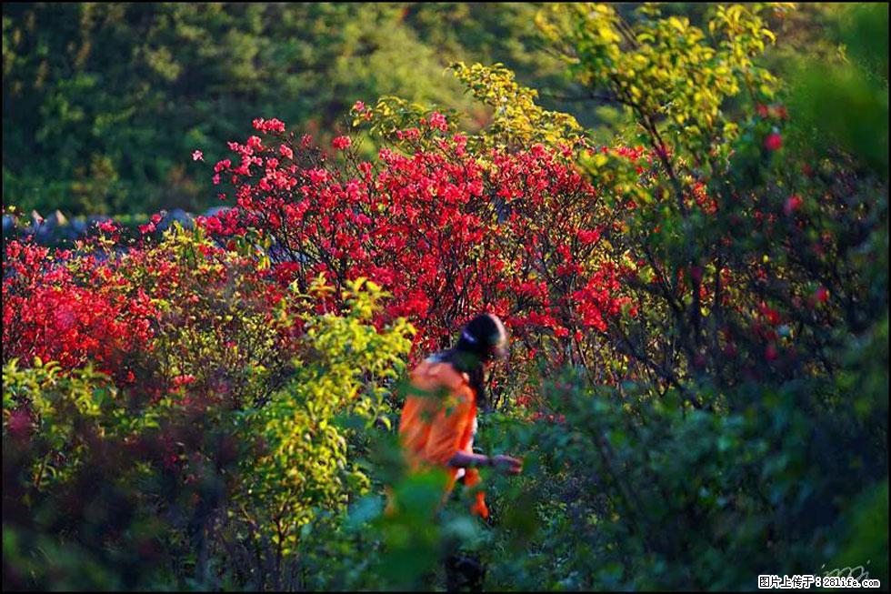 【春天，广西桂林灌阳县向您发出邀请！】春木界上映山红 - 游山玩水 - 海口生活社区 - 海口28生活网 haikou.28life.net