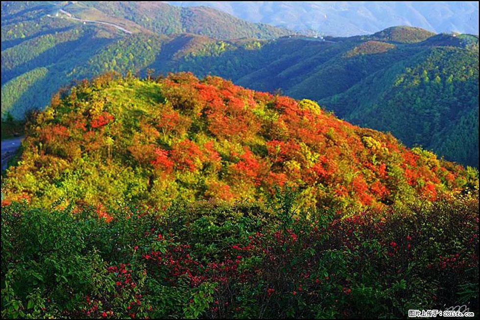 【春天，广西桂林灌阳县向您发出邀请！】春木界上映山红 - 游山玩水 - 海口生活社区 - 海口28生活网 haikou.28life.net