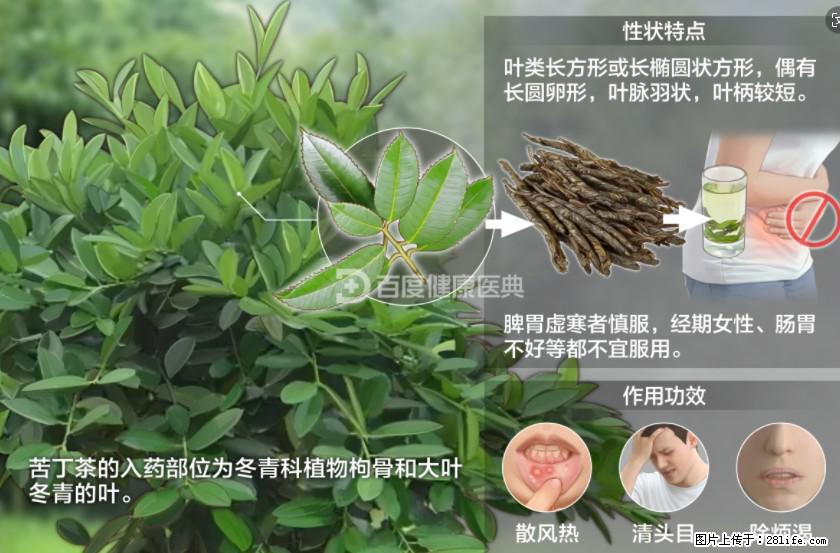苦丁茶有哪些功效和作用 - 生活百科 - 海口生活社区 - 海口28生活网 haikou.28life.net