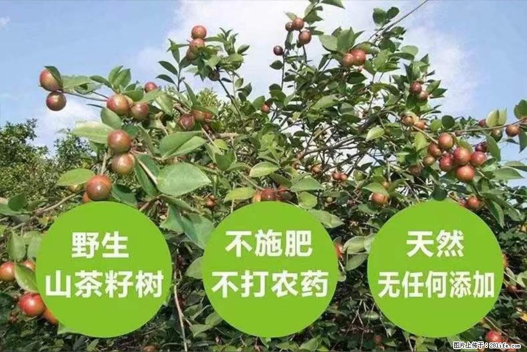 【灌阳县油茶产业示范区】一个有着充实的精神生活的人,对待身外之物自会有一种淡泊的态度 - 土特产 - 饮食特产 - 海口分类信息 - 海口28生活网 haikou.28life.net