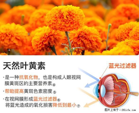 叶黄素有什么功效和作用 - 生活百科 - 海口生活社区 - 海口28生活网 haikou.28life.net