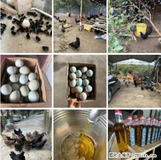 油茶园从小鸡仔开始养起的纯土鸡、土鸡蛋可以预定啦！还有前几天刚榨的纯山茶油哦 - 海口28生活网 haikou.28life.net