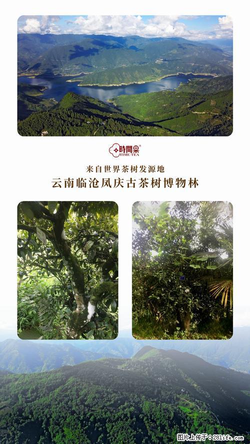 时间果百年古树2025年春红茶 - 购物交流 - 海口生活社区 - 海口28生活网 haikou.28life.net