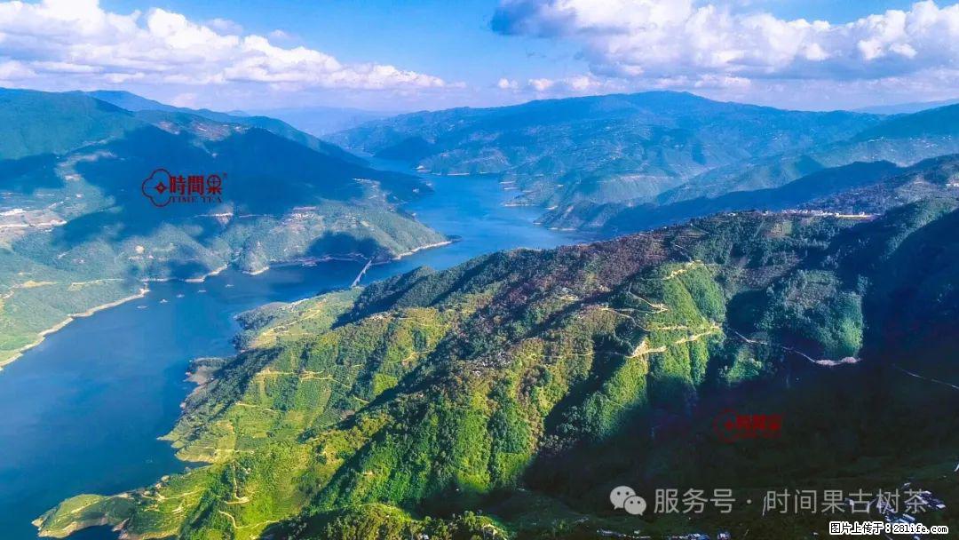 时间果百年古树龙珠普洱生茶 - 购物交流 - 海口生活社区 - 海口28生活网 haikou.28life.net
