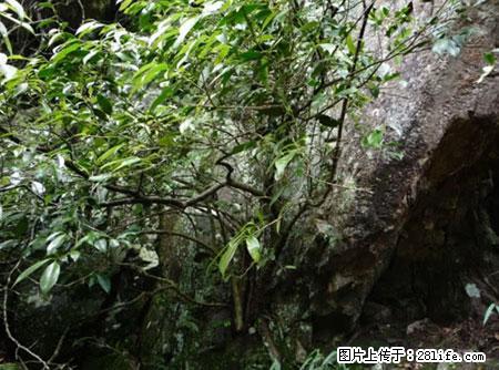 平乐石崖茶，珍贵仅次于金花茶 - 海口生活资讯 - 海口28生活网 haikou.28life.net