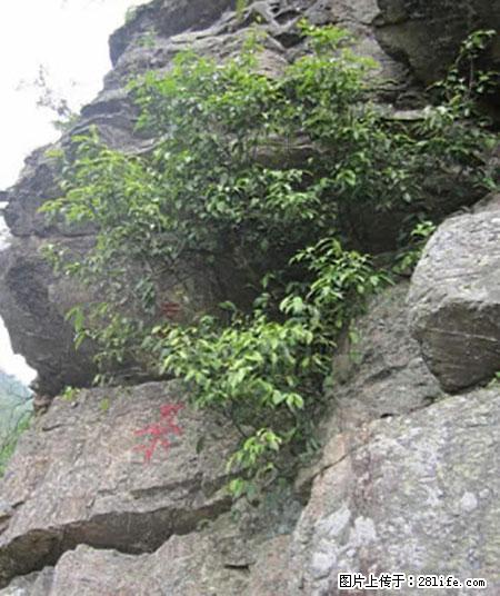 平乐石崖茶，珍贵仅次于金花茶 - 海口生活资讯 - 海口28生活网 haikou.28life.net