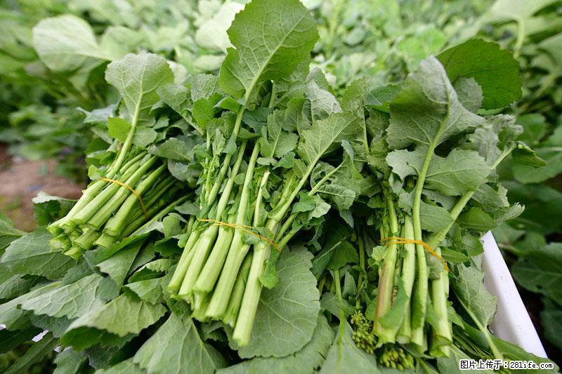这些蔬菜是“天然钙片”，这6种被医生重点推荐 - 海口生活资讯 - 海口28生活网 haikou.28life.net